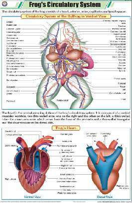 Frog's Circulatory System Chart (MGE-2304)