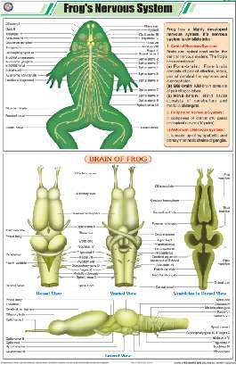 Frog's Nervous System Chart (MGE-2305)