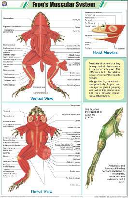 Frog's Muscular System Chart (MGE-2306)