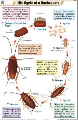 Life Cycle of a Cockroach Chart (MGE-2307)