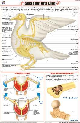 Skeleton of a Bird Chart (MGE-2308)