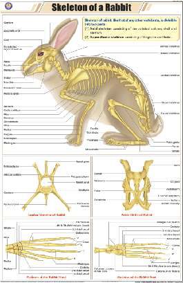 Skeleton of a Rabbit Chart (MGE-2309)
