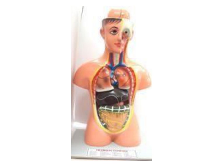Human Torso (MGE-1690)
