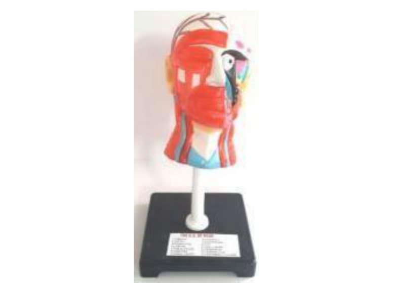 Human Physiology Model Rubber (MGE-1694)