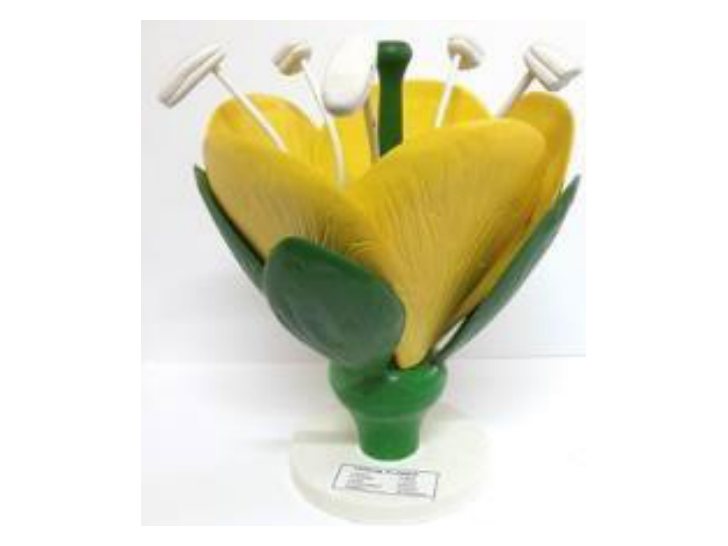Typical Flower Model (MGE-1698)