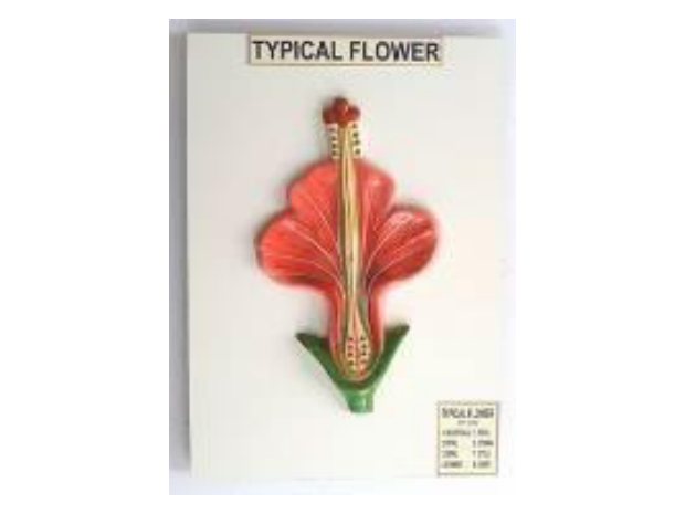 Typical Flower (Fiber Model on Board) (MGE-1725)