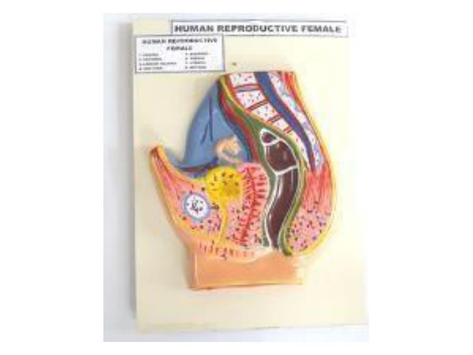 Reproduction Female (Fiber Model on Board) (MGE-1726)