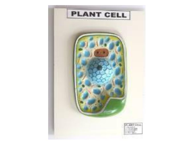 Plant Cell (Fiber Model on Board) (MGE-1727)