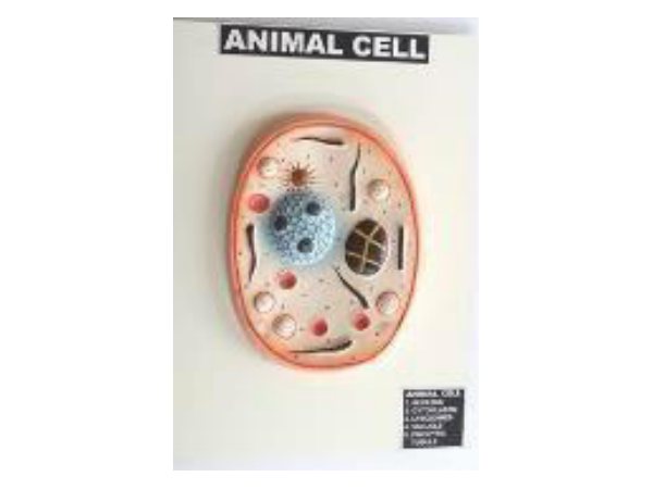 Animal Cell (Fiber Model on Board) (MGE-1728)