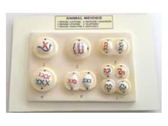 Animal Meiosis (Fiber Model on Board) (MGE-1729)