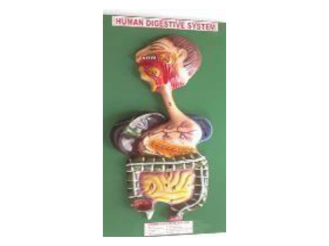 Digestive System (Fiber Model on Board) (MGE-1731)