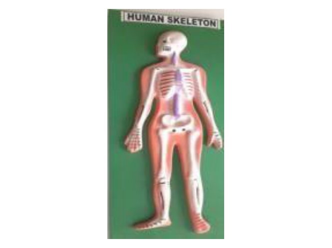 Human Skeleton (Fiber Model on Board) (MGE-1732)