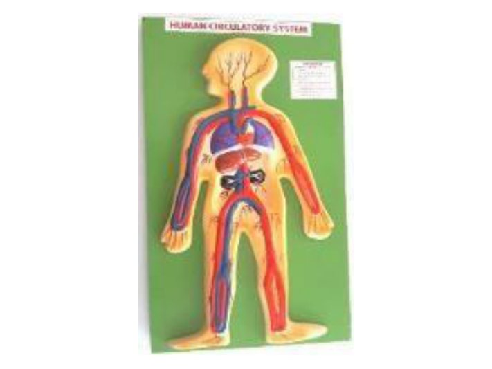 Human Circulatory System (Fiber Model on Board) (MGE-1733)