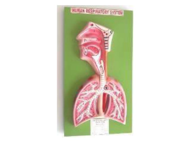 Human Respiratory System (Fiber Model on Board) (MGE-1734)