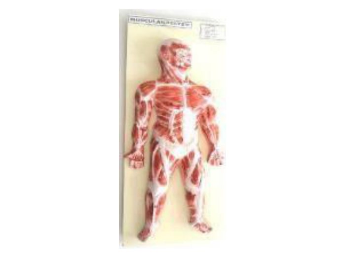 Human Muscular System (Fiber Model on Board) (MGE-1735)
