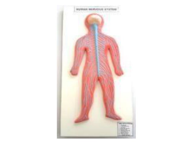 Human Nervous System (Fiber Model on Board) (MGE-1736)