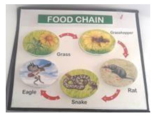 Food Chain (LED Working Model 16" × 19") (MGE-1756)