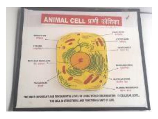 Animal Cell (LED Working Model 16" × 19") (MGE-1757)