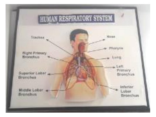 Human Respiratory System (LED Working Model 16" × 19") (MGE-1759)