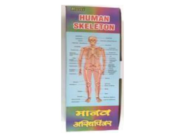 Human Skeleton 4O Cm (MGE-1761)