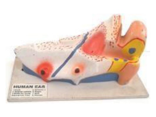 Human Ear (MGE-1766)
