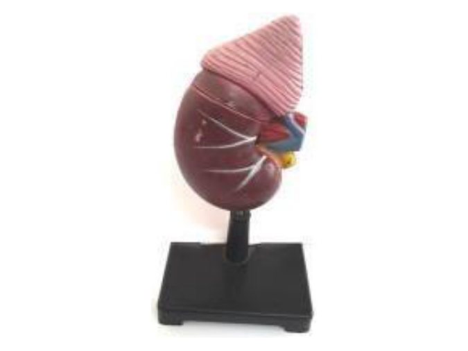 Human Kidney (MGE-1767)