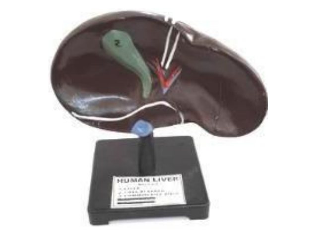 Human Liver (MGE-1768)