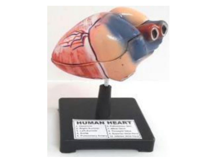 Human Heart (MGE-1769)