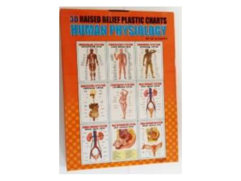 Human Physiology – 3D Embossed Charts (Set of 10) (MGE-1770)