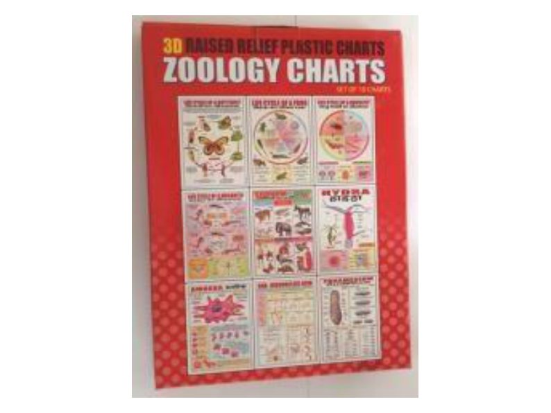 Zoology – 3D Embossed Charts (Set of 10) (MGE-1772)